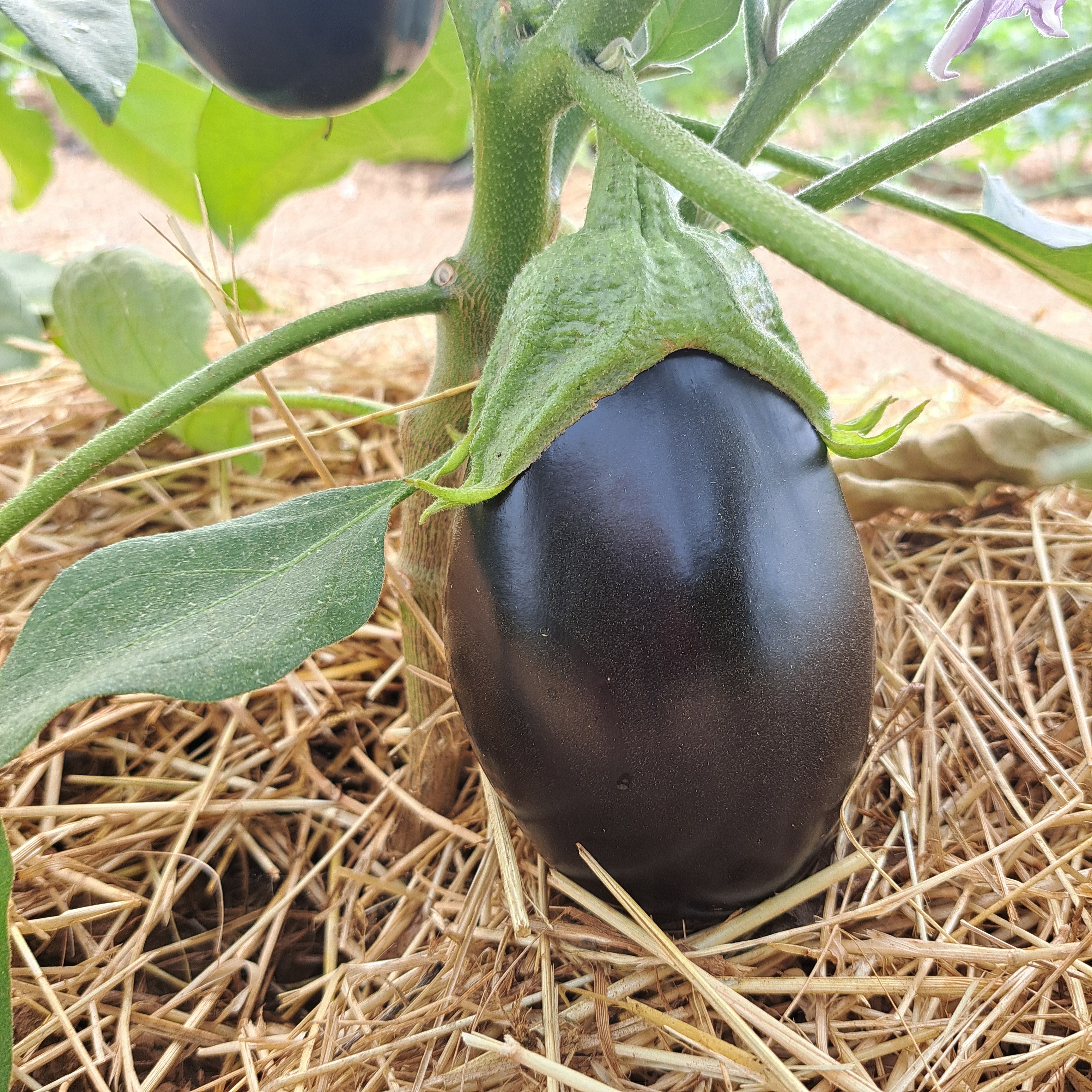 Aubergine
