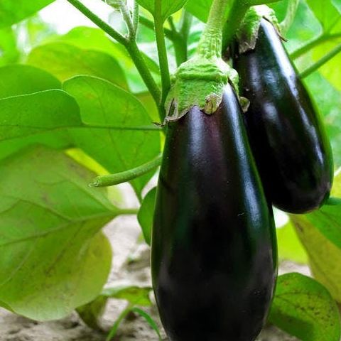 Aubergine