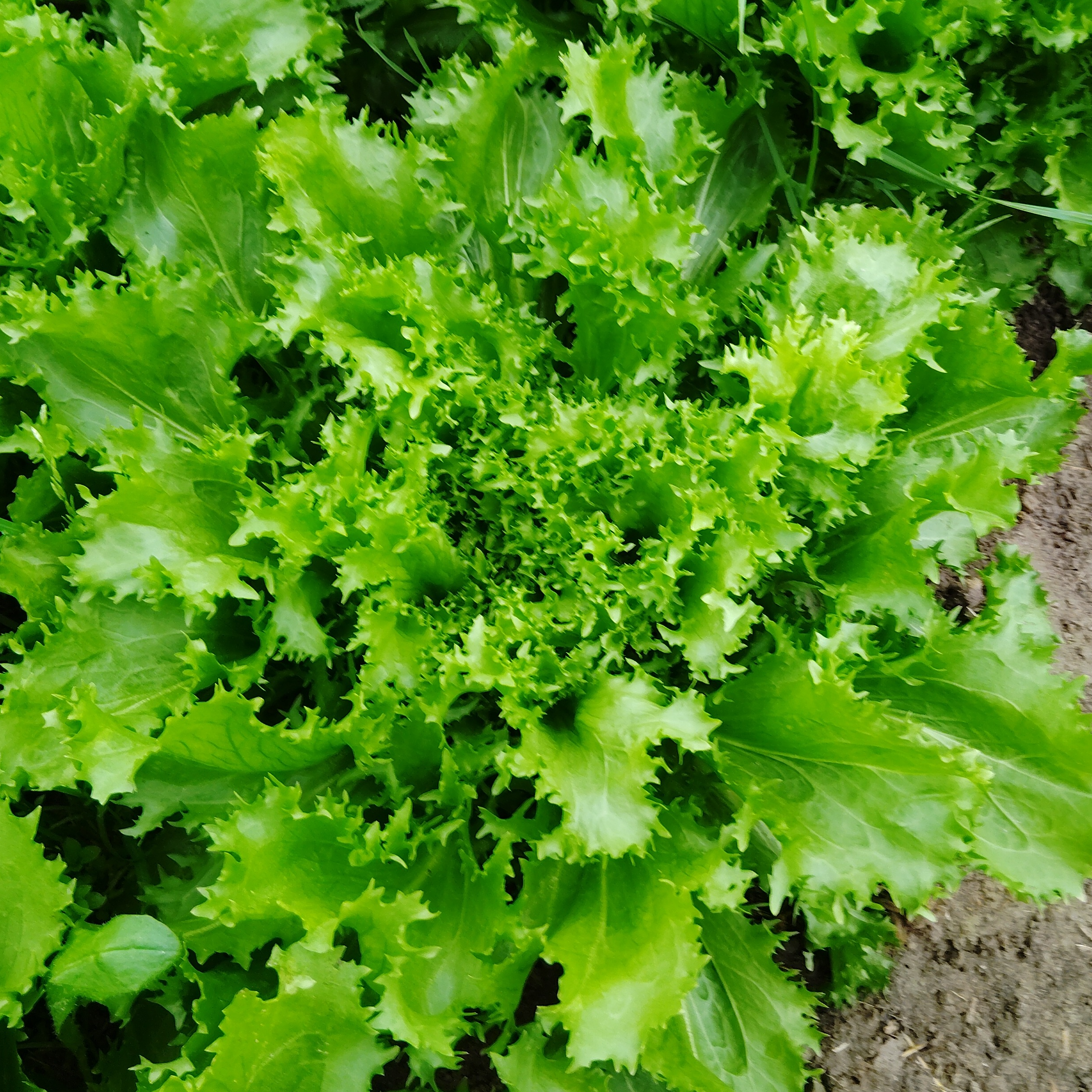 Salade Frisée - 0,8g