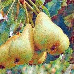 Poire de la Saint Jean