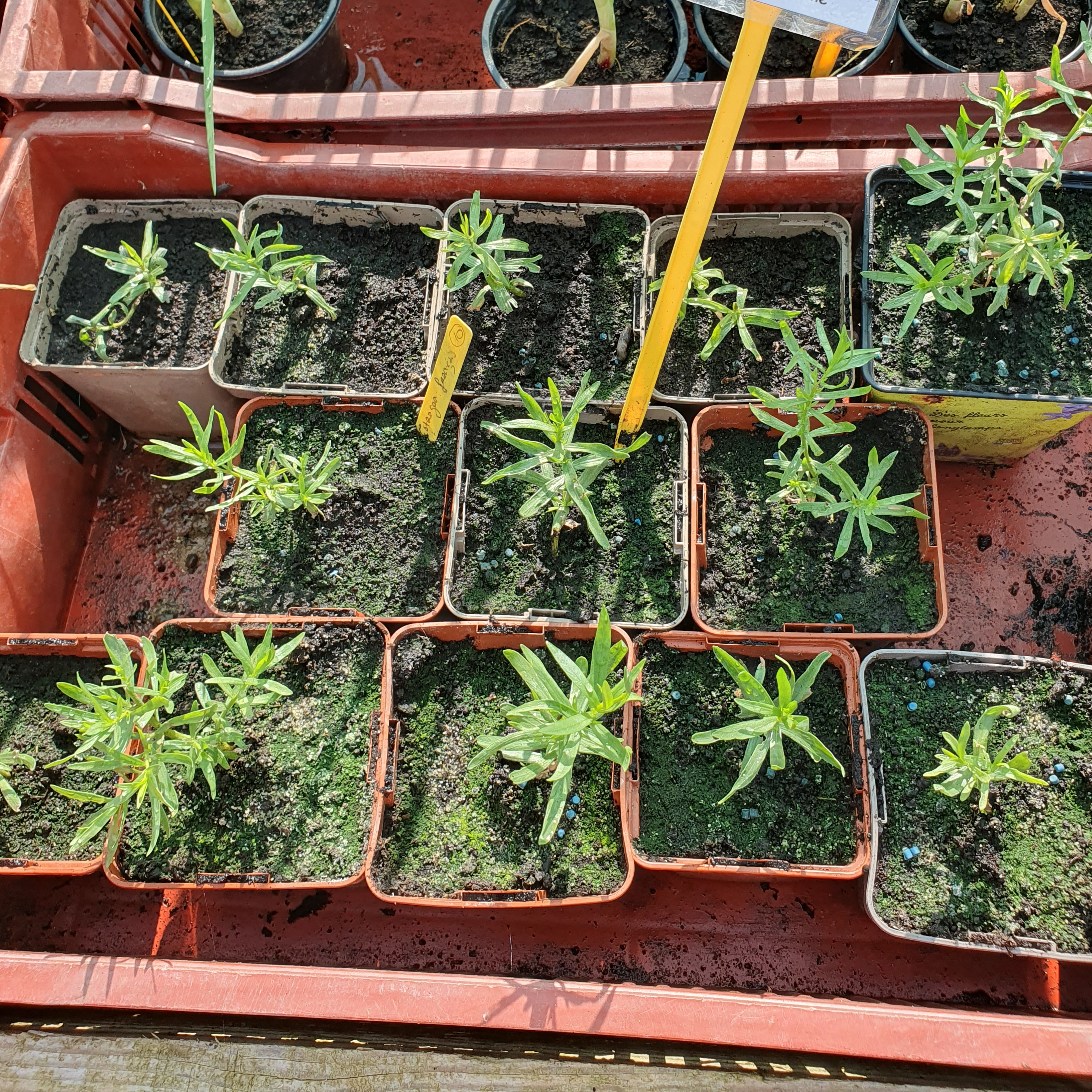 Plant Estragon français