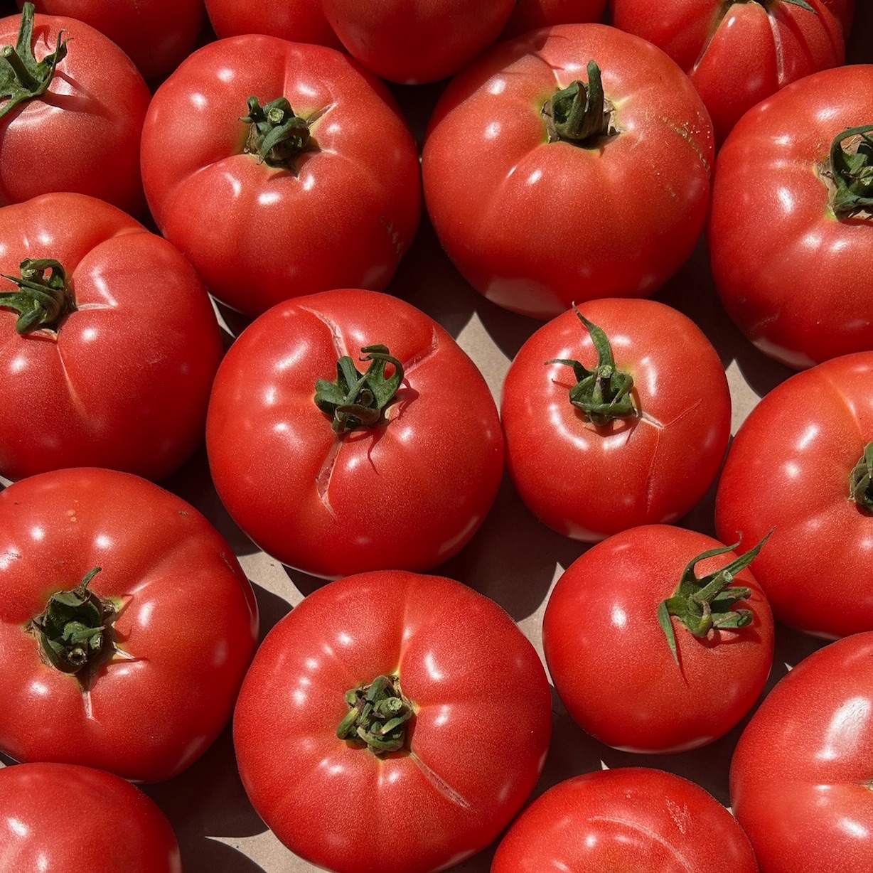 Tomate ancienne type "Rose de Berne"