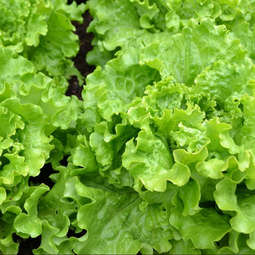 Salade