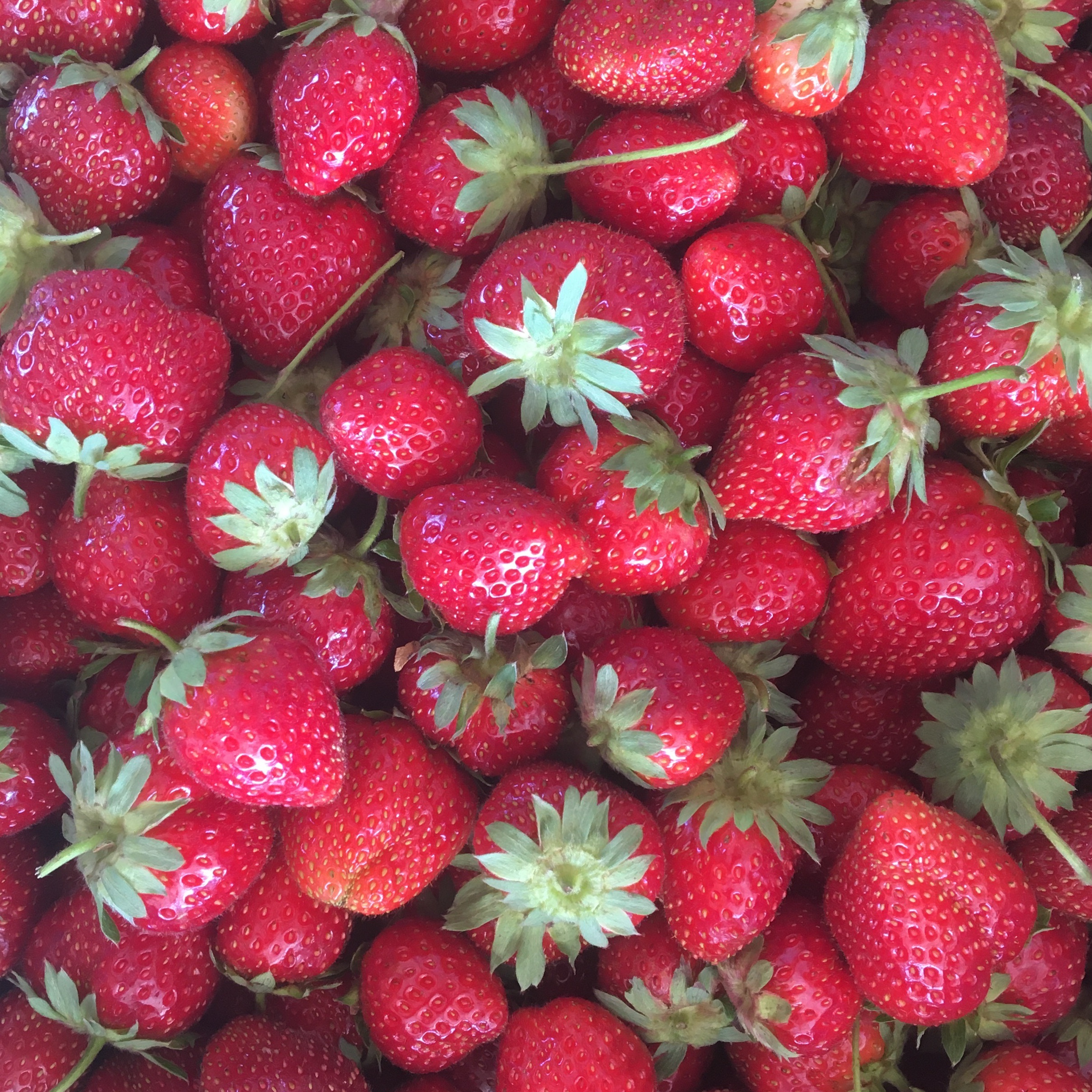 Fraises - 250g