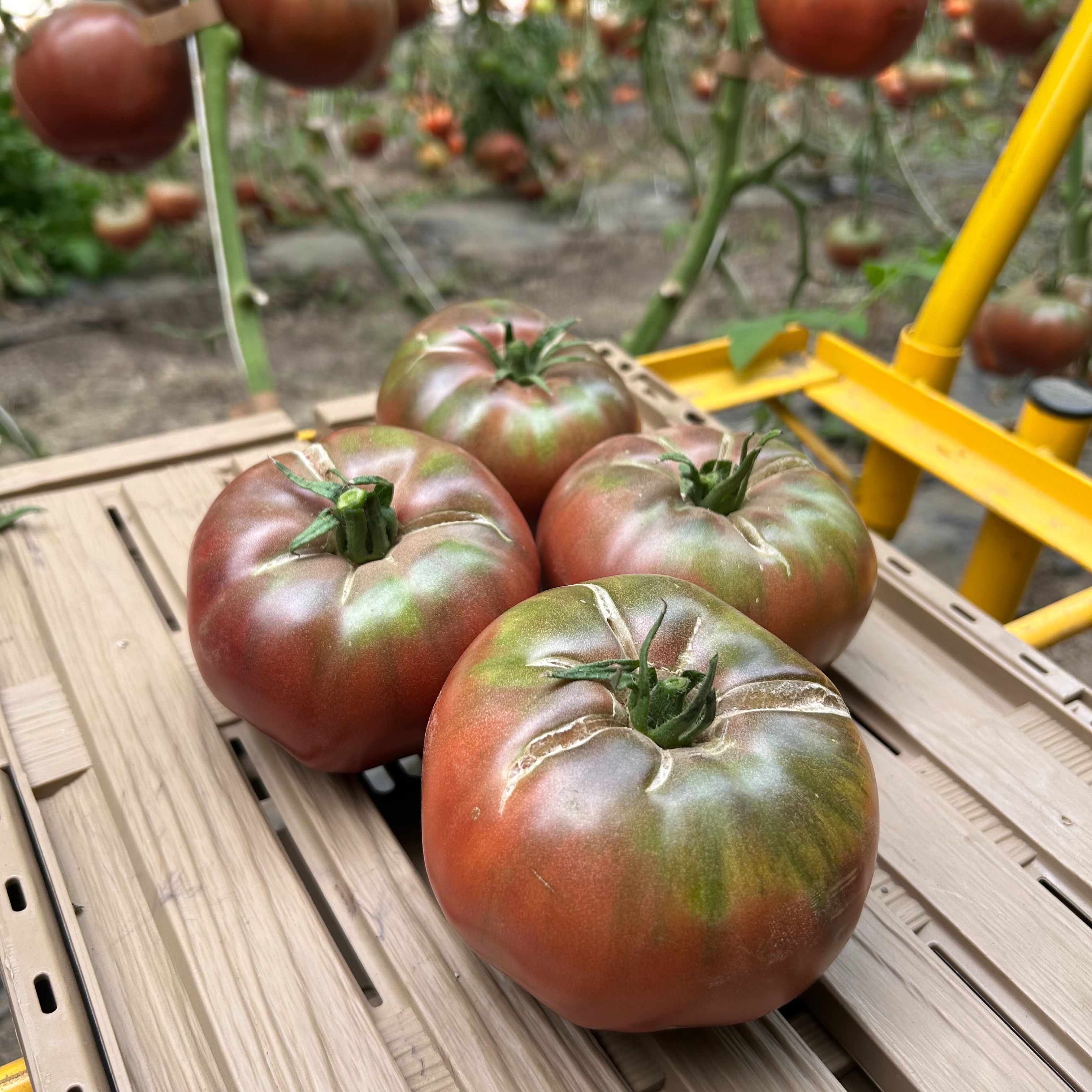 Tomate noire de crimée