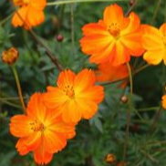 Cosmos orange - Conteneur de 1.5L