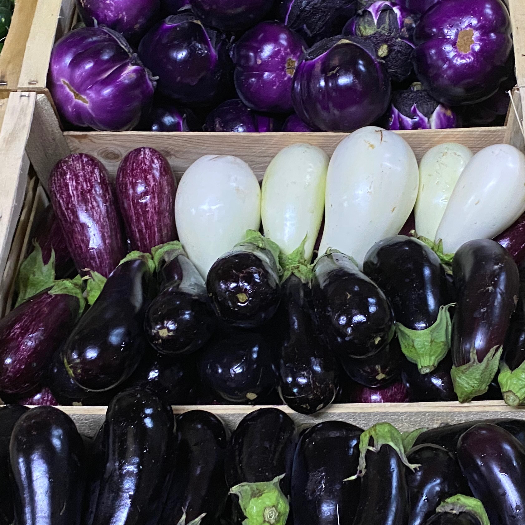 Aubergine