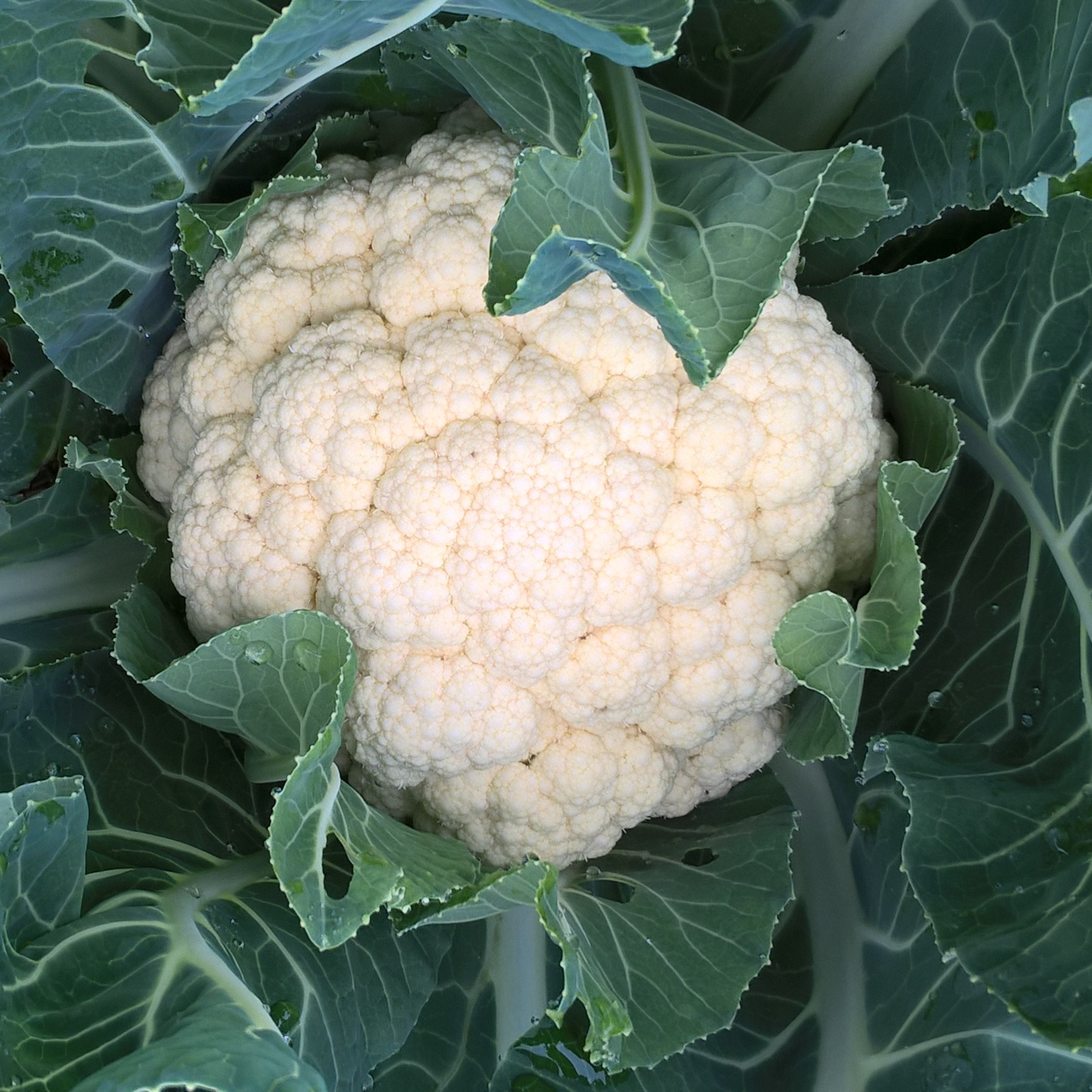chou fleur