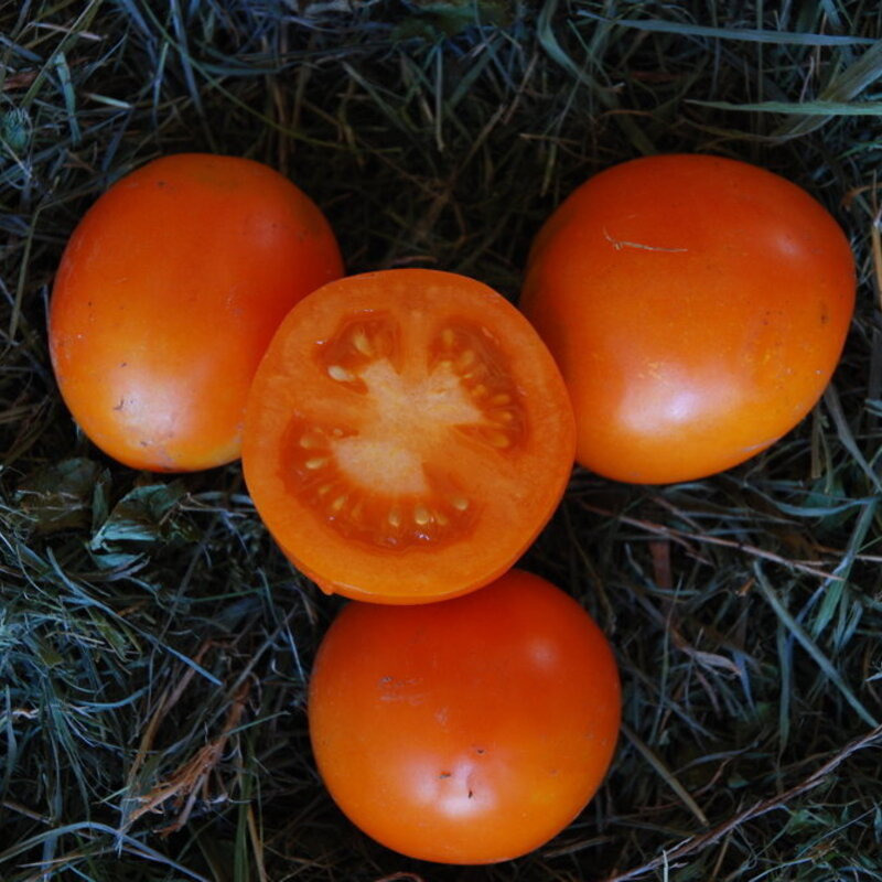 Plant de Tomate Cerise - Ida Gold