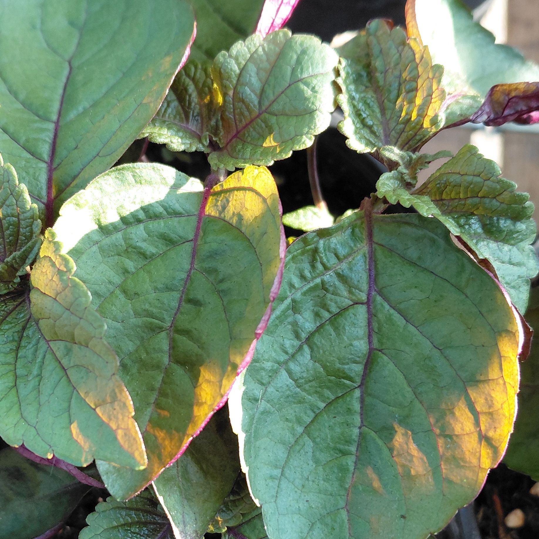 Shiso vert pourpre - 1l