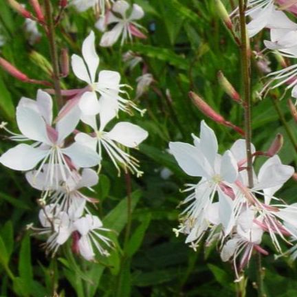 Gaura blanche - Gaura lindheimeri "White Dove"