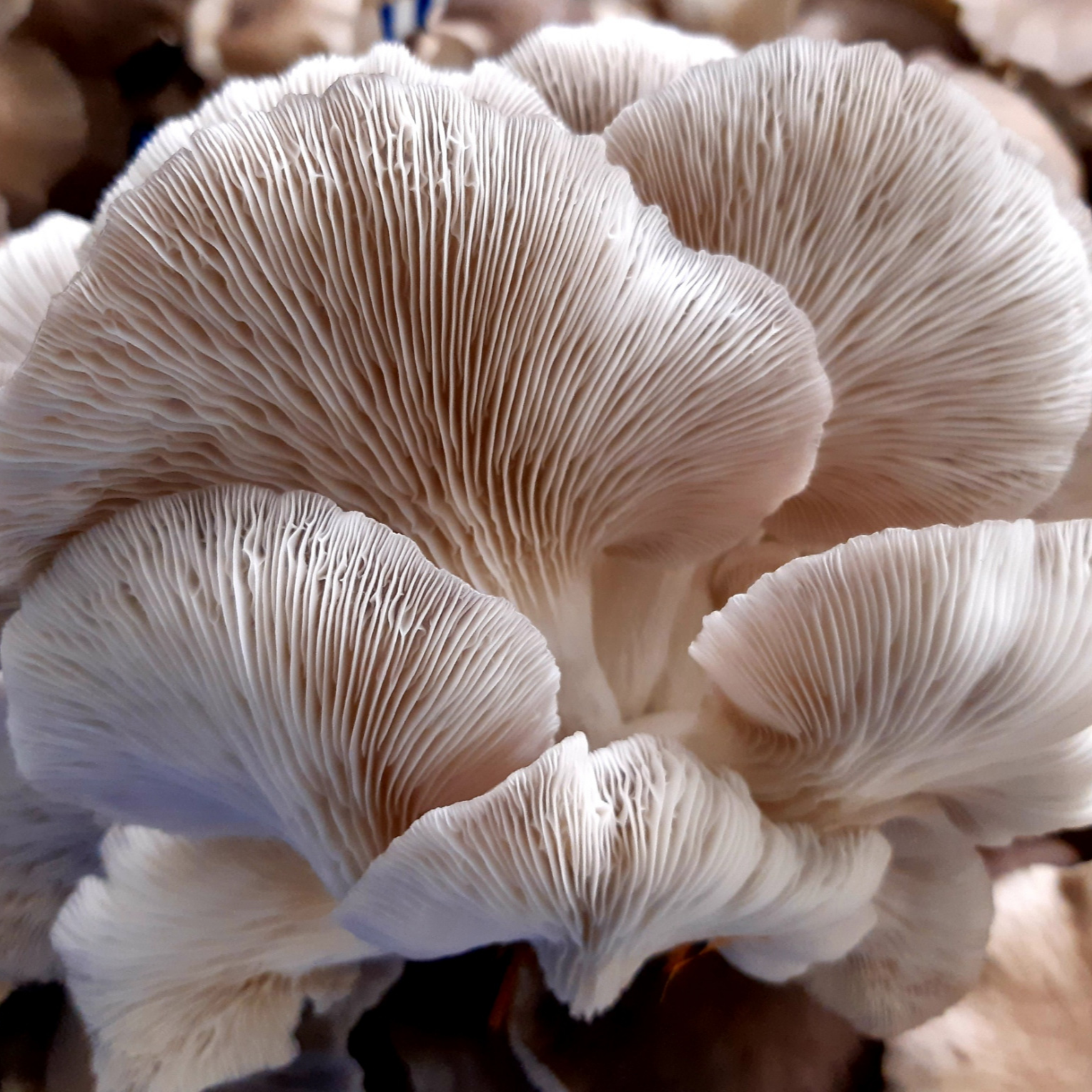 CHAMPIGNONS PLEUROTES - 250g