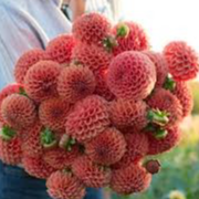 Tubercule - Dahlia Cornel Brons