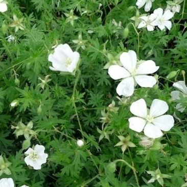 Geranium sanguineum ‘Alba’
