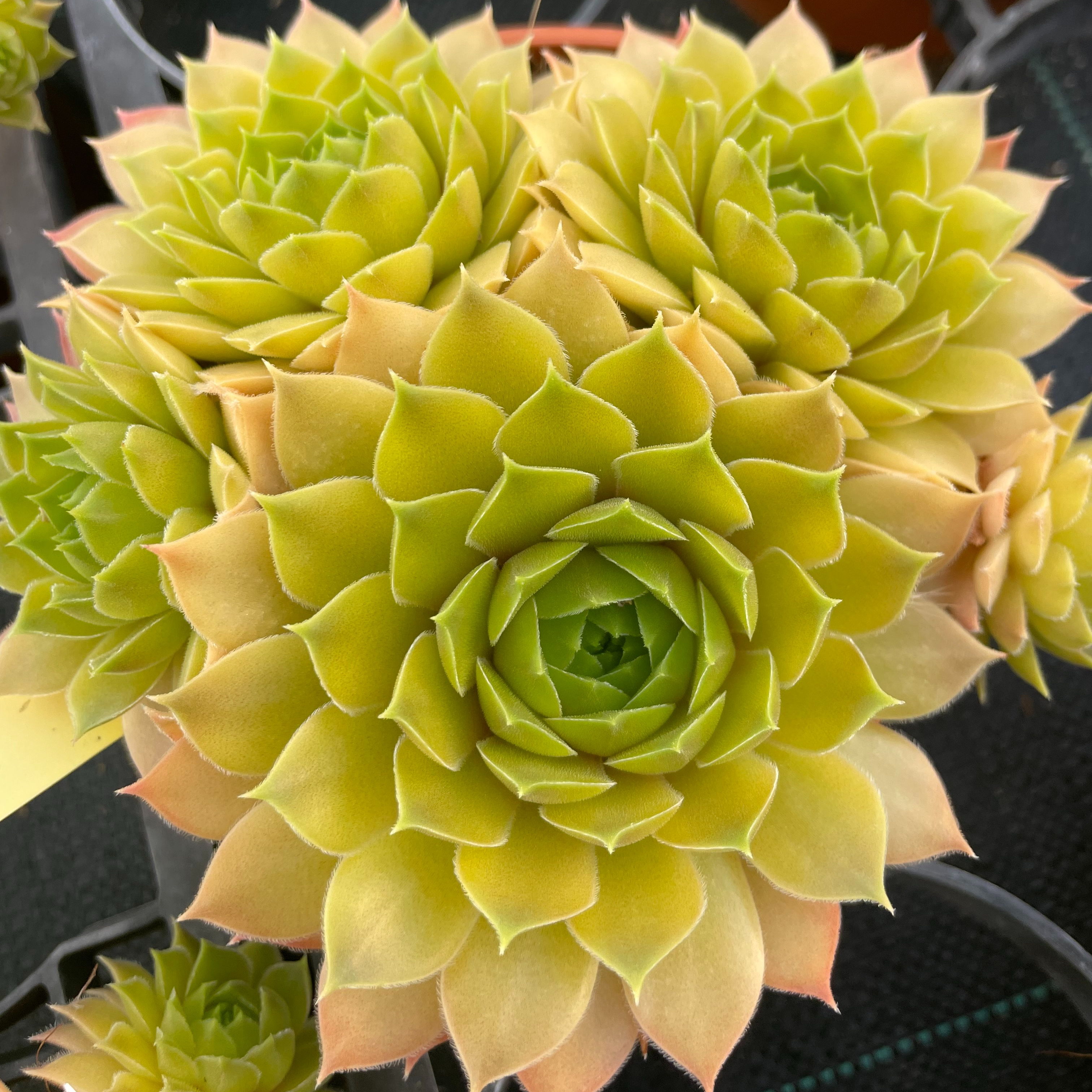 Sempervivum 'Bernstein'