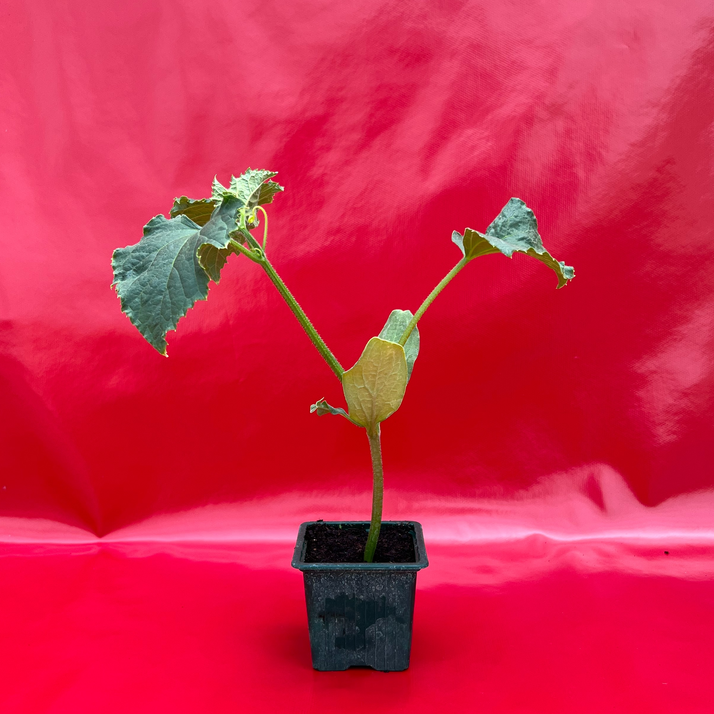 Plant Cornichon - 150g