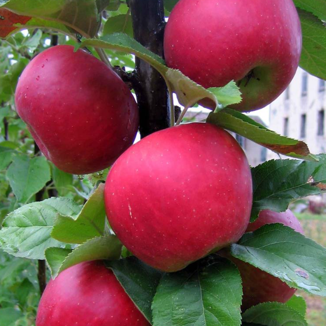 Pommier 'Cardinal Rouge' / Bittenfelder Racines nues