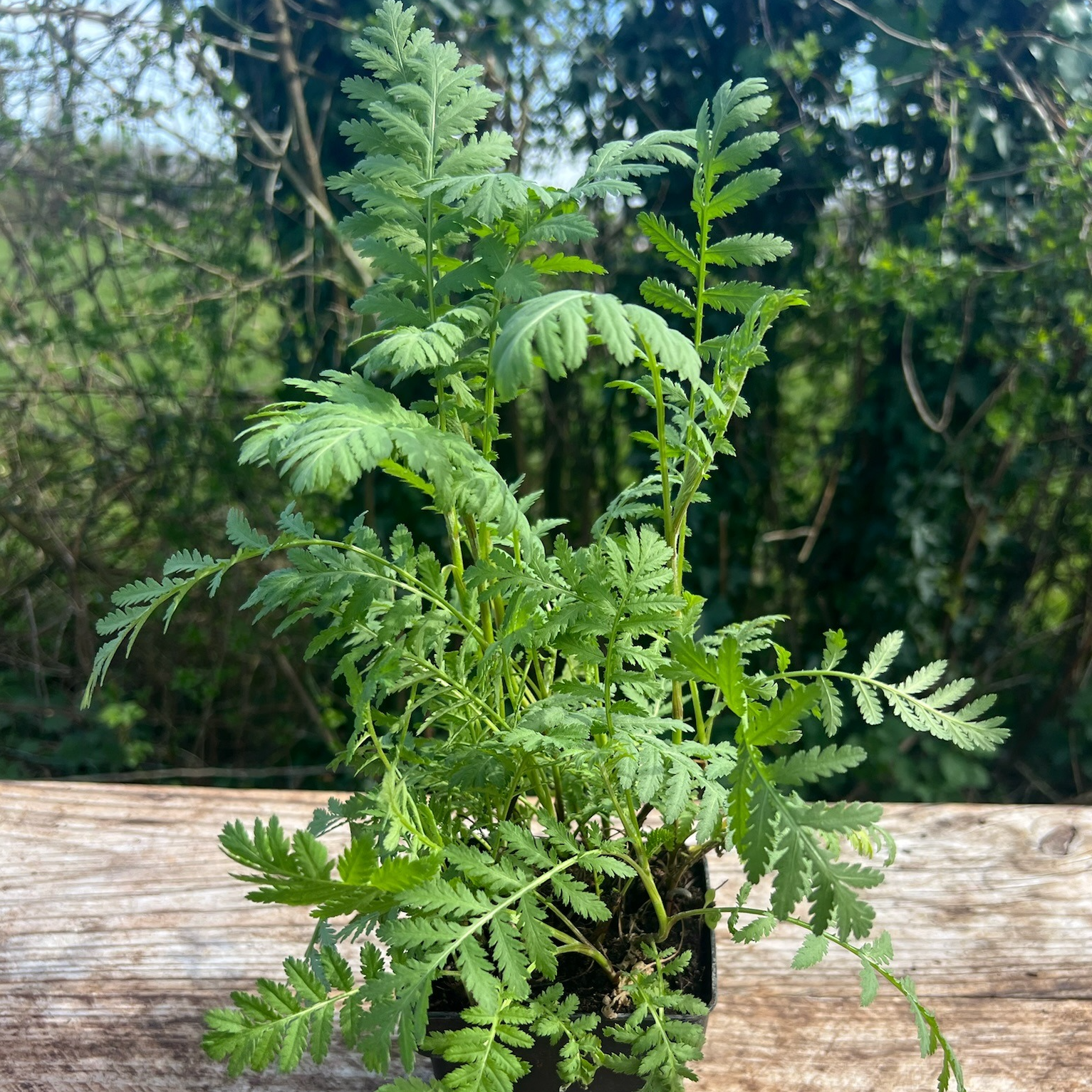 Plant Tanaisie Bio - 650g