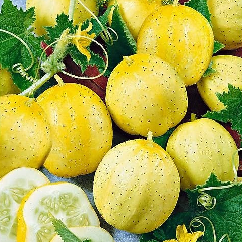 03 CITRON