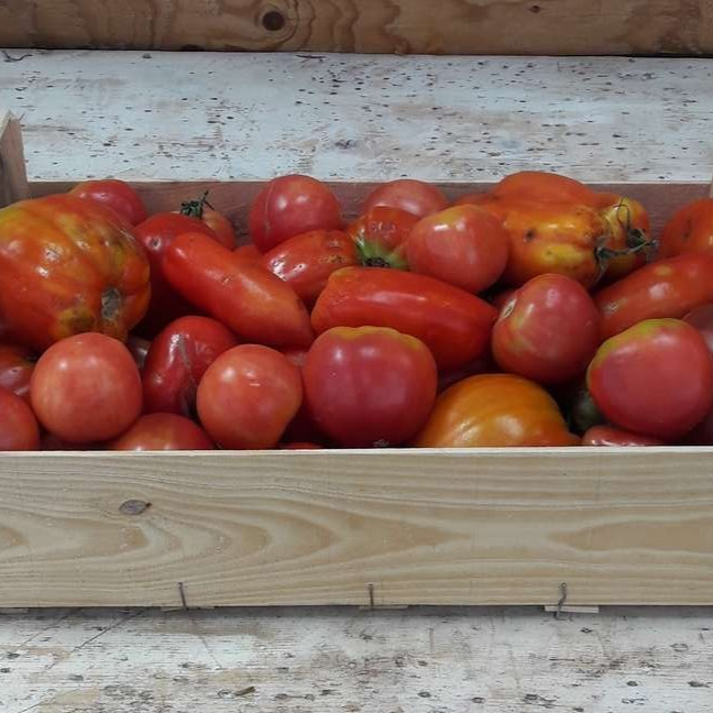 Tomate pour sauce/coulis (caisse) - 5kg