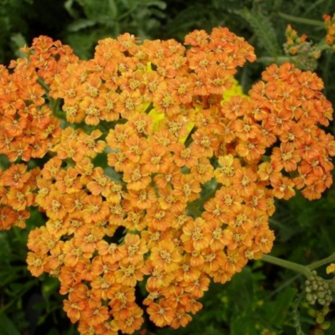 Achillea millefolium ‘Terracotta’