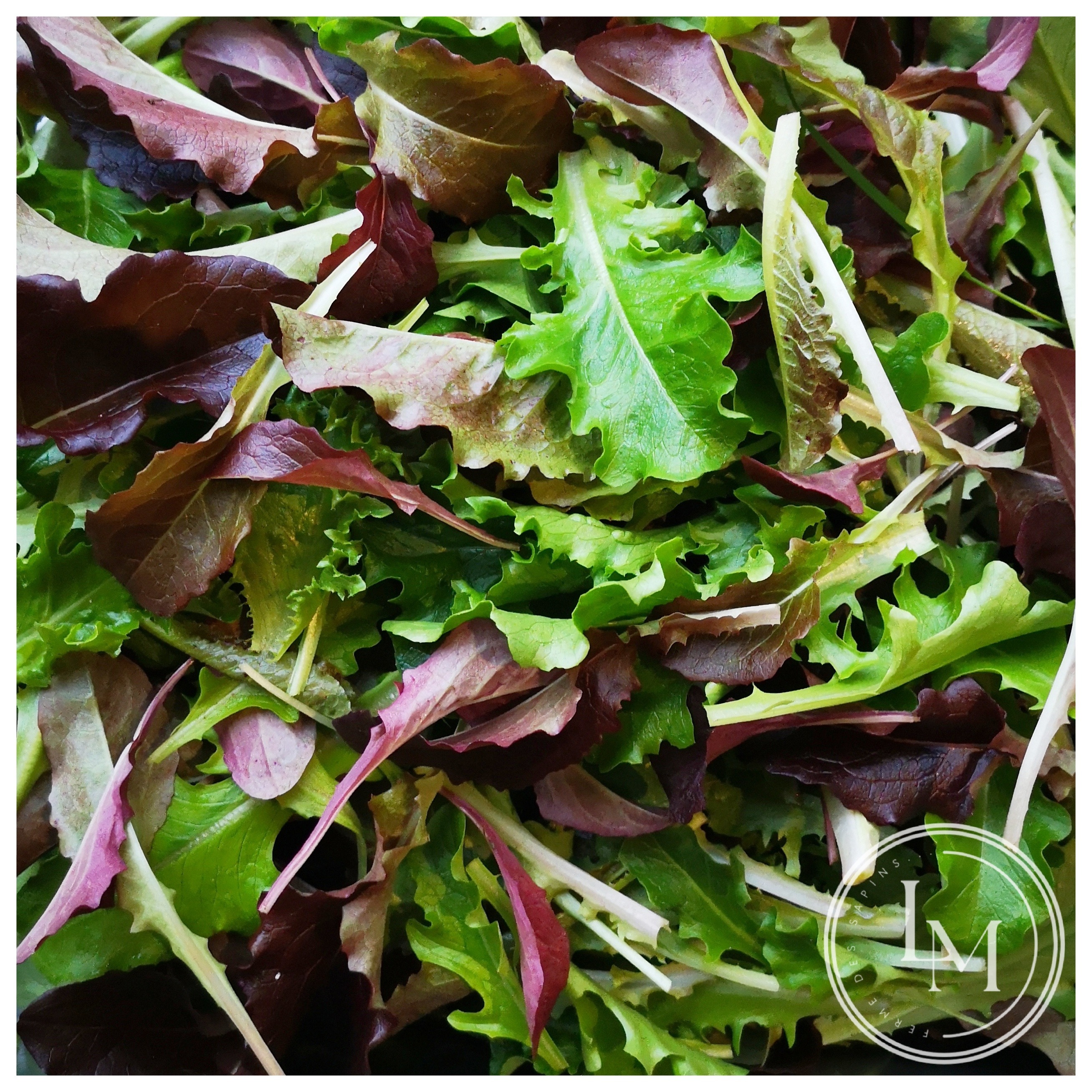 Mesclun (kg)