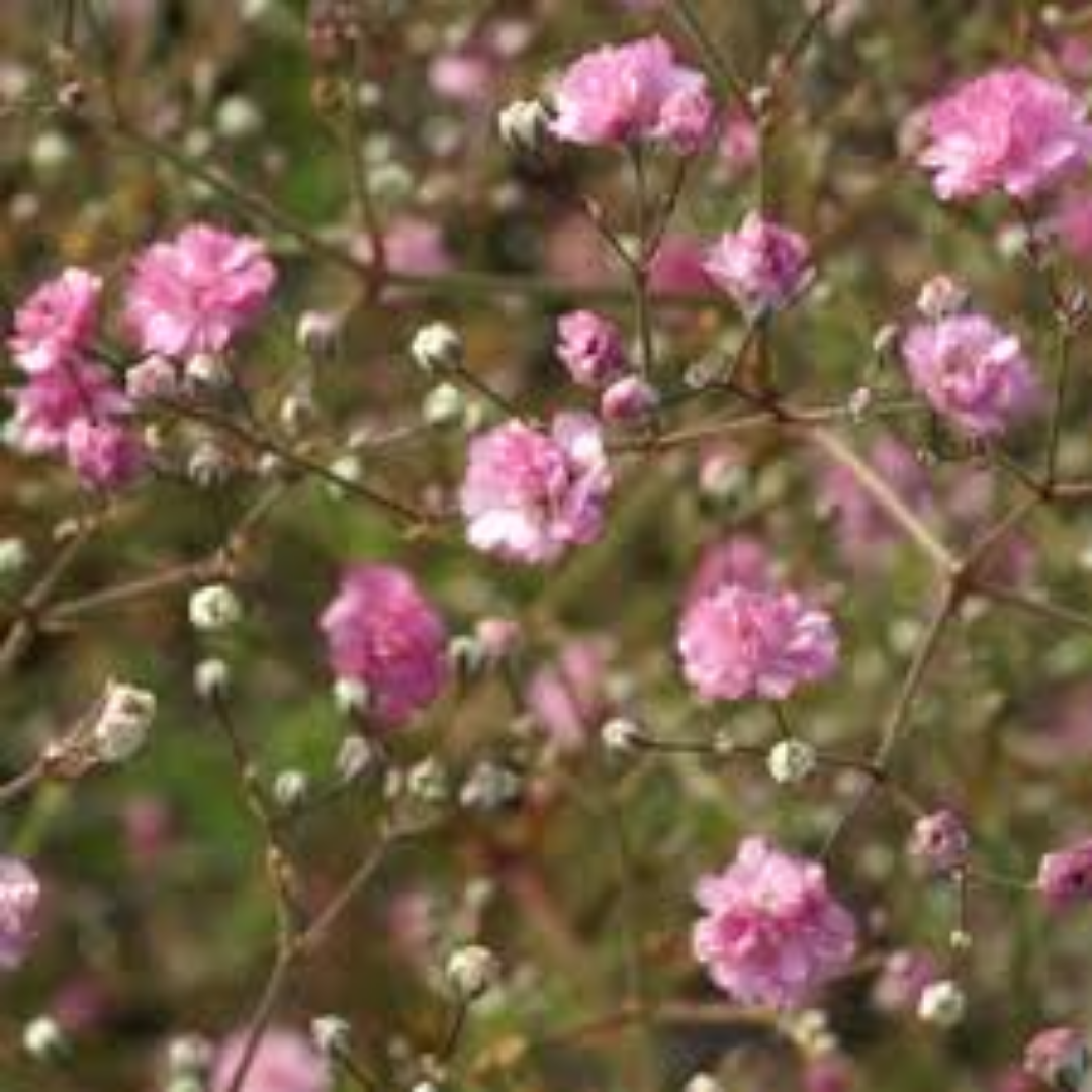 Gypsophila paniculata ‘Flamingo’