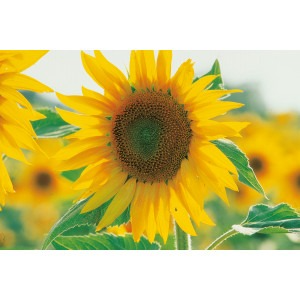 tournesol (lot de 3)