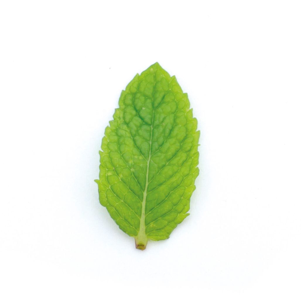 Bouquet - Menthe - 60g