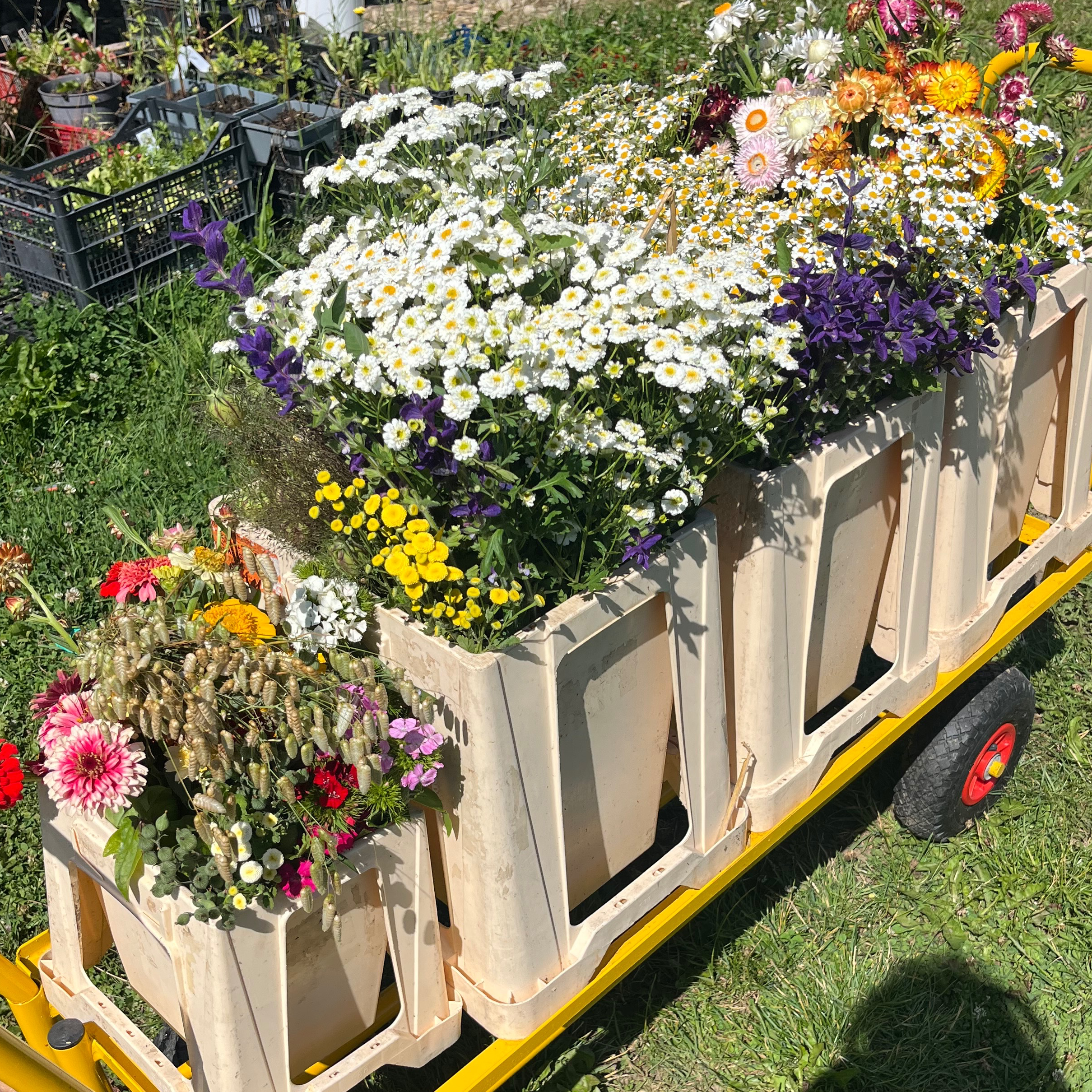 SEAU DE FLEURS DE SAISON - Taille XL