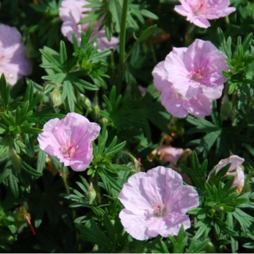 Geranium sanguineum ‘Striatum’