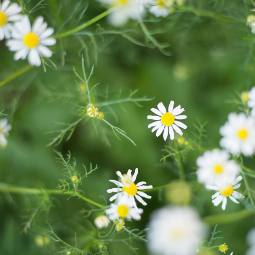 CAMOMILLE ROMAINE Bio