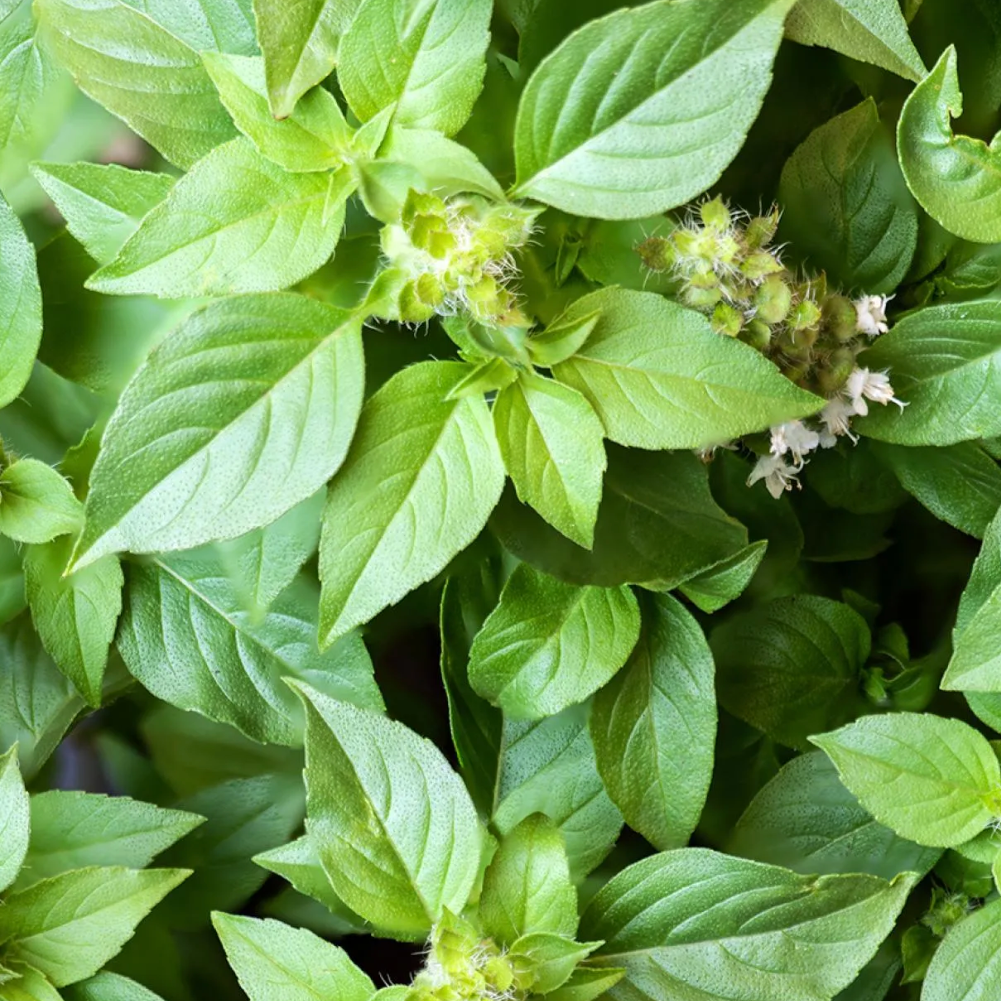 Basilic Citronné Botte