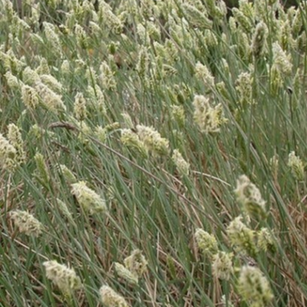 Sesleria nitida