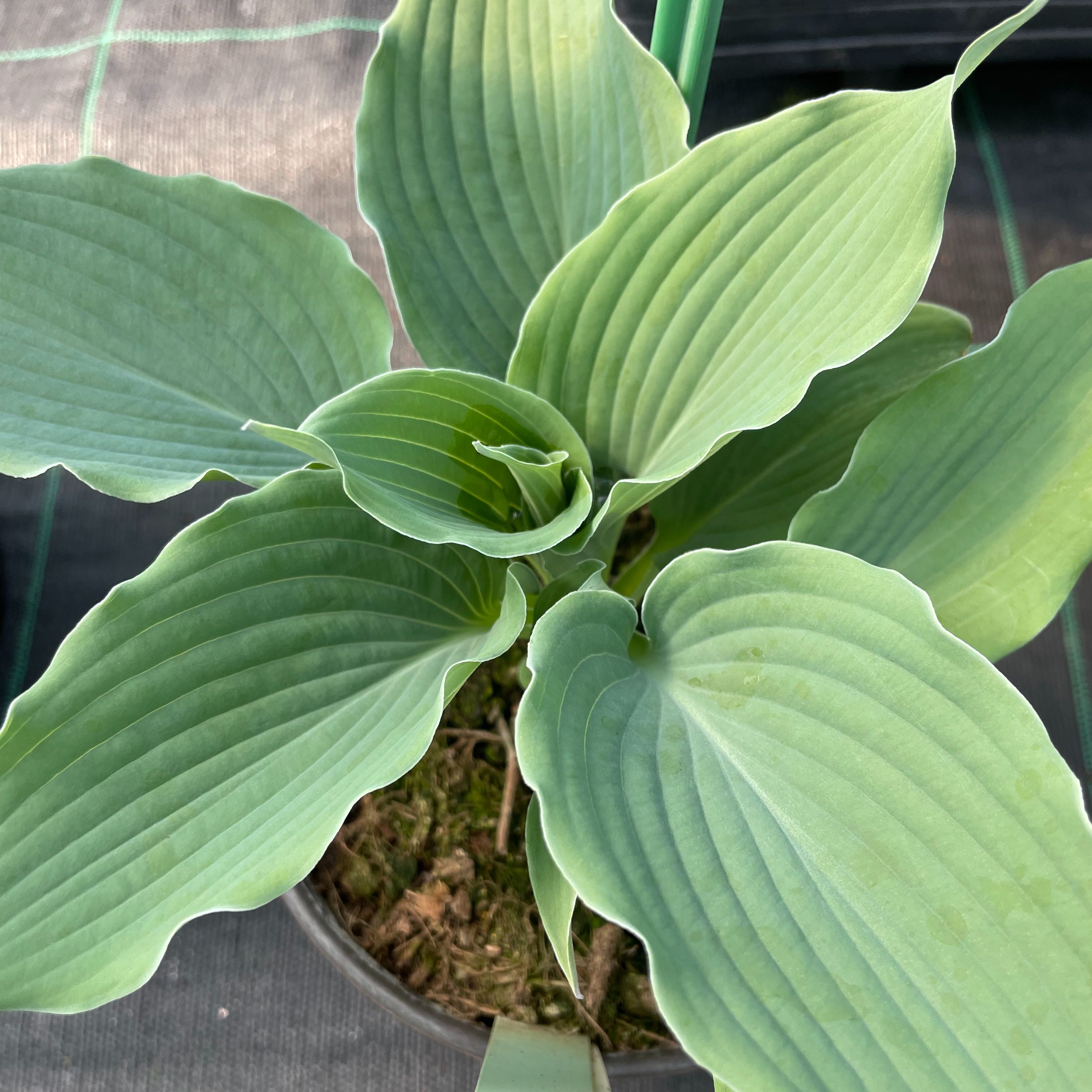 Hosta ‘Queen Of The Seas’