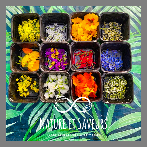 Fleurs comestibles assortiment – éclat & finesse gastronomique - 15g