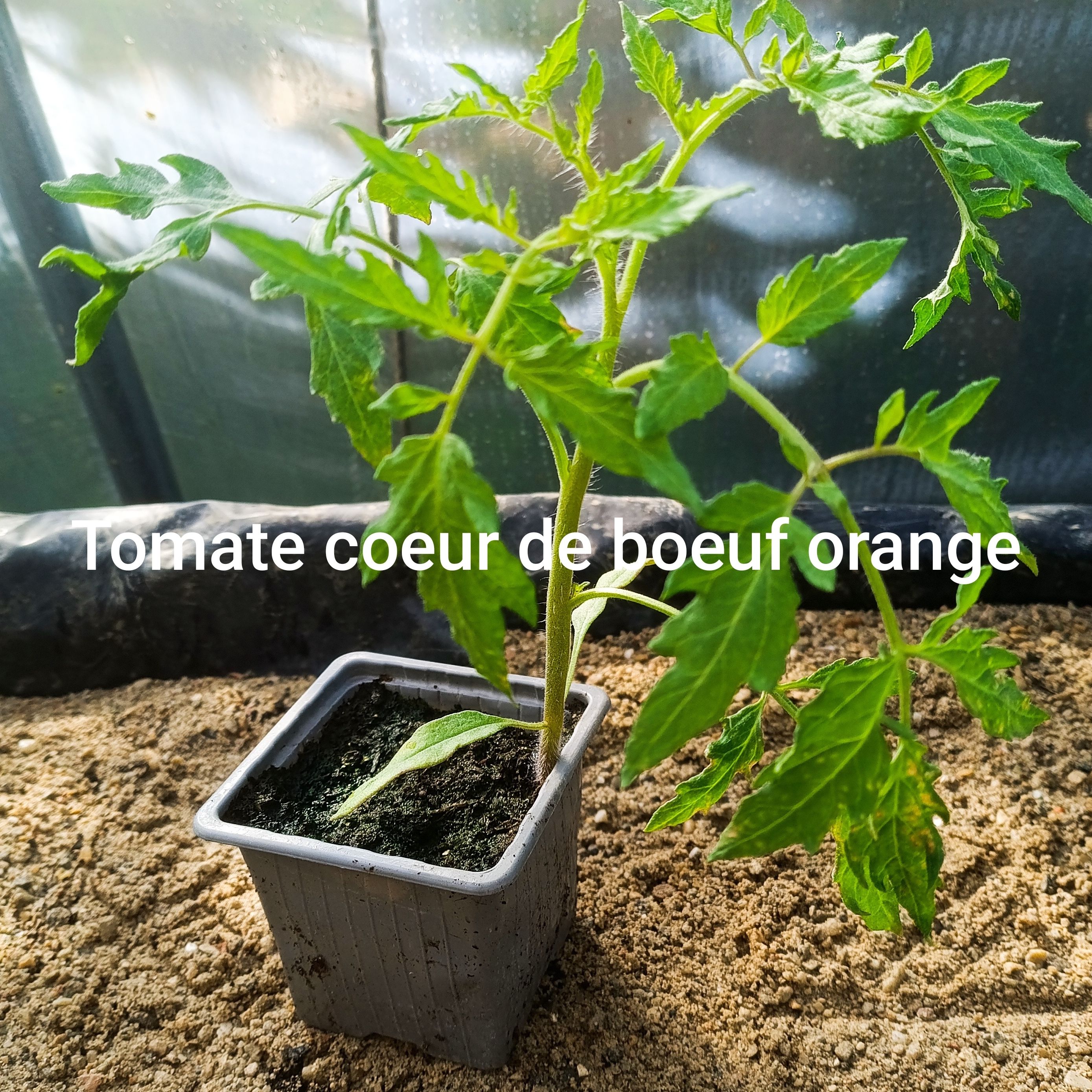 Plant tomate - coeur de boeuf orange