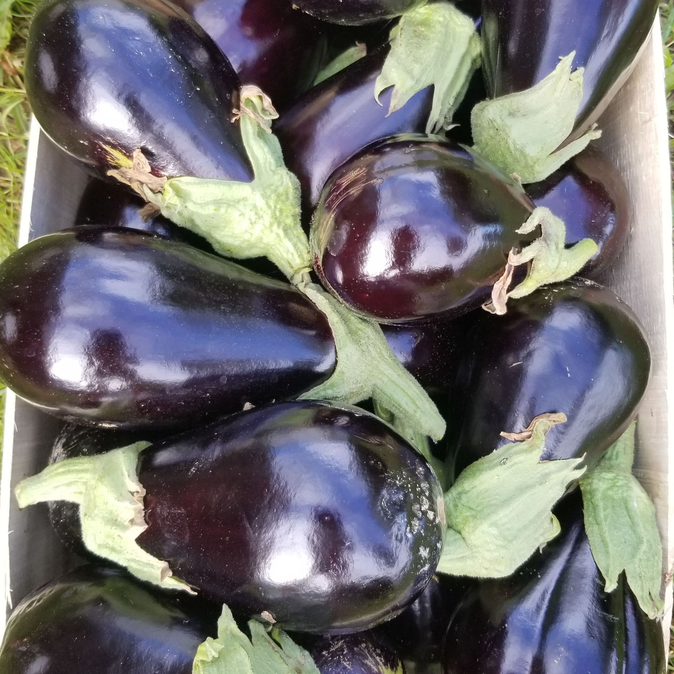 Aubergine - 1000g