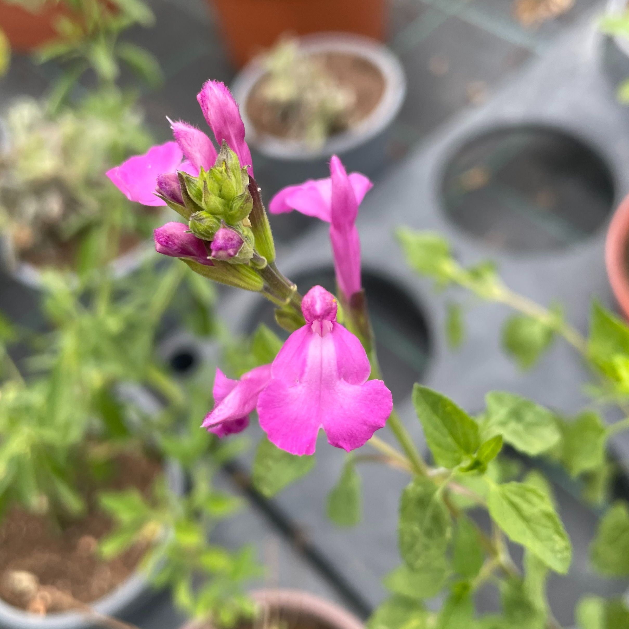 Salvia microphylla 'Trenance'