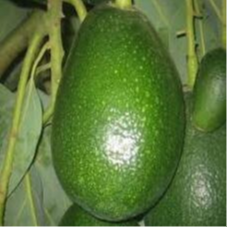 Avocat - 480g