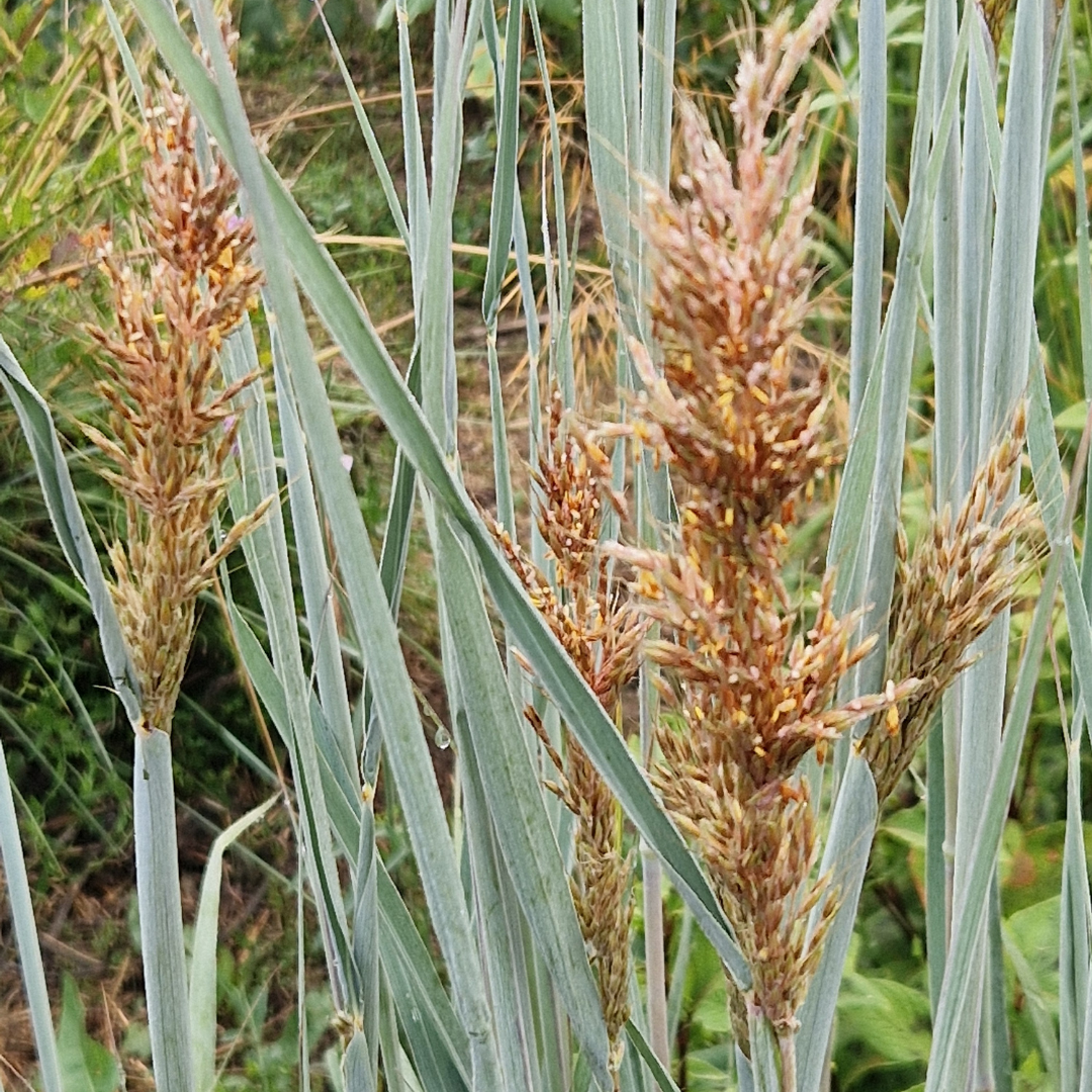 Sorghastrum nutans