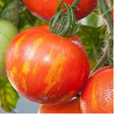 PLANT DE TOMATE Tigrella Bicolore