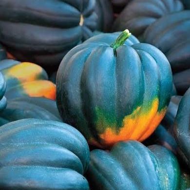 Courge Reine de la table (pièce)
