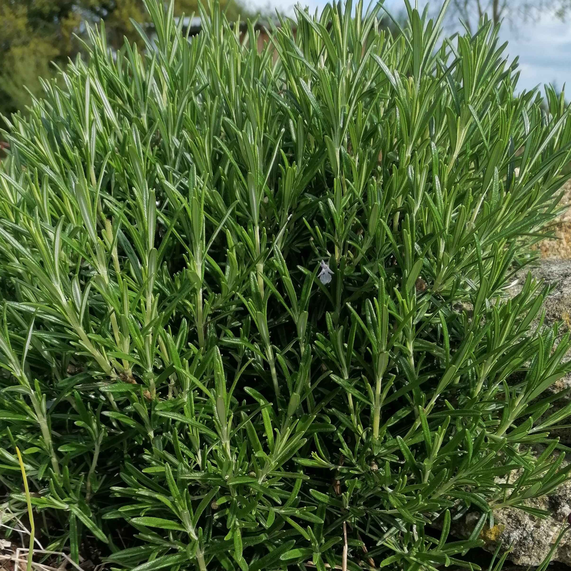 Romarin frais - 30g