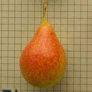 Poirier - Pyrus communis "Louise Bonne d'Avranches"