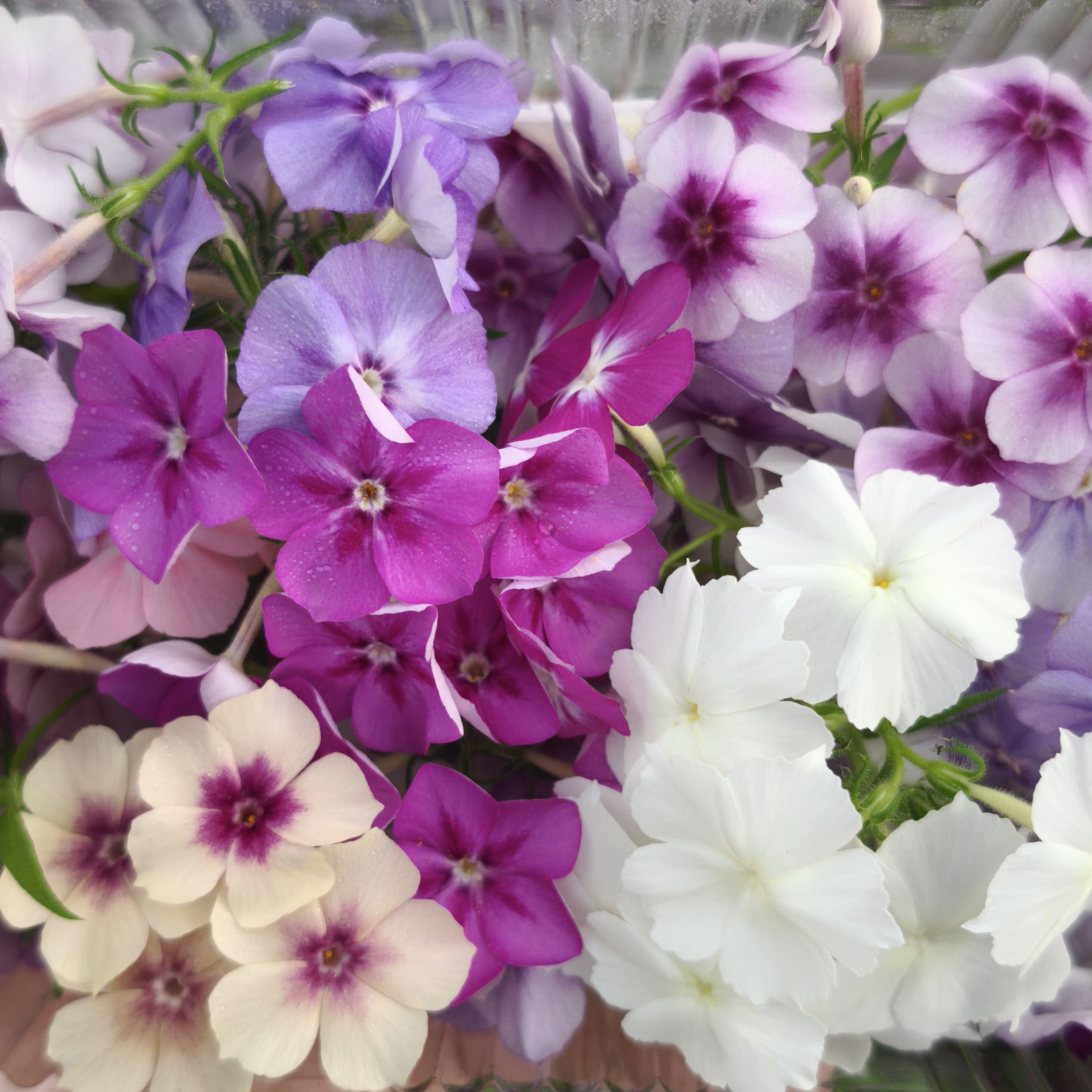Phlox x30F