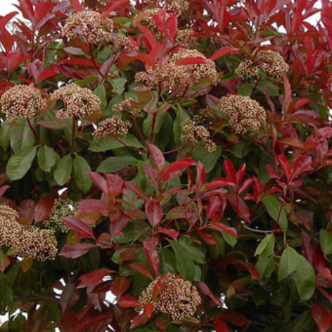 Photinia fraseri "Little Red Robin" - C12L 1/4 Tige