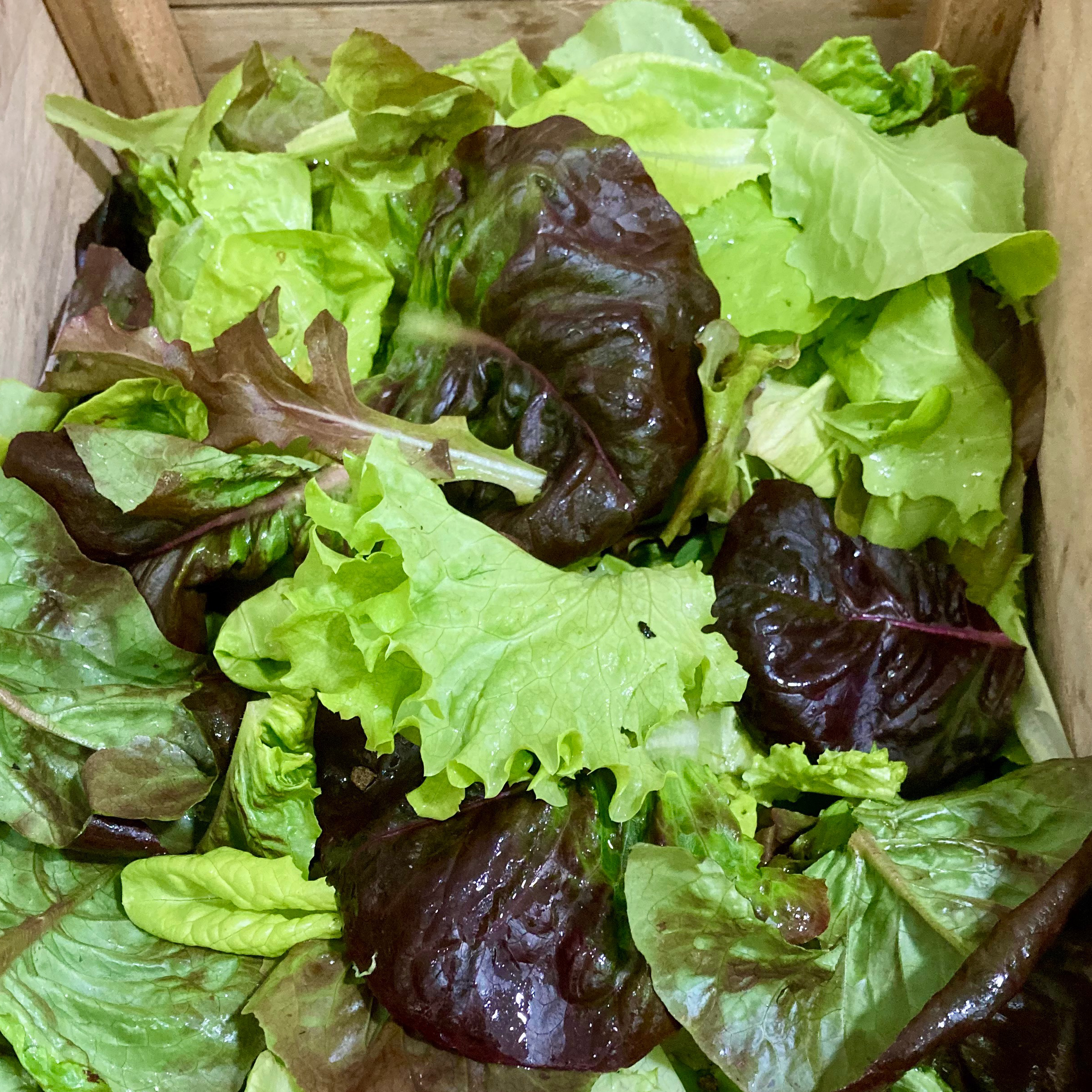 Mesclun / Mélange de jeunes pousses