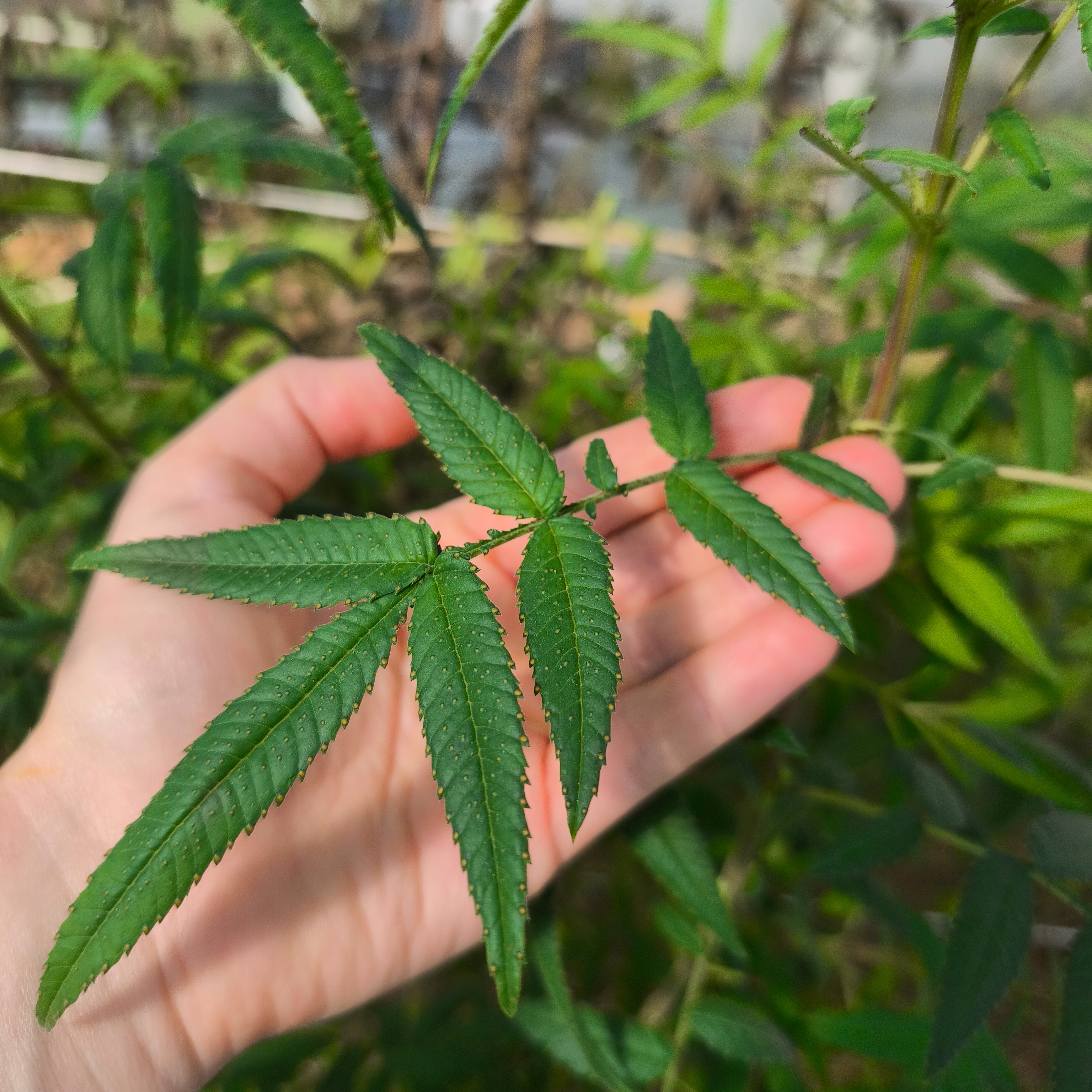 Tagète passion (grandes feuilles)