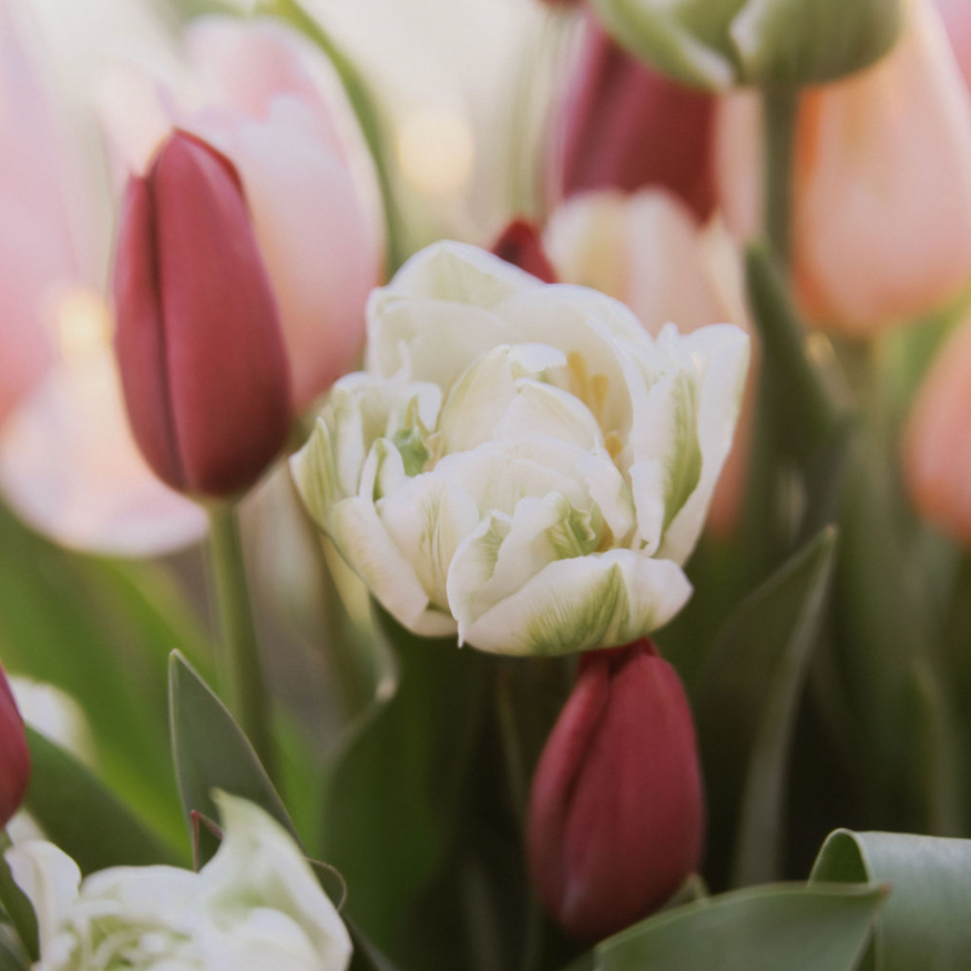 ABONNEMENT 4 MOIS - 2 BOUQUETS / MOIS